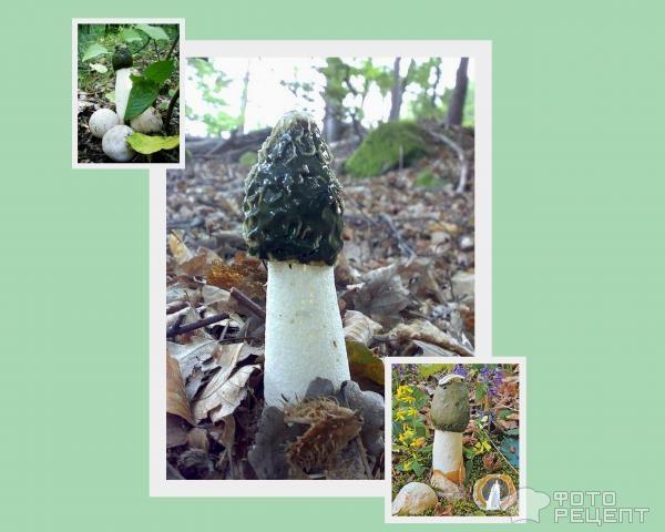 Рецепт: Настойка (лечебная) из гриба Веселка – Необыкновенный гриб-“Весёлка обыкновенная”